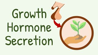 Growth Hormone Secretion [upl. by Musihc]