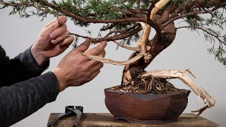 How to Make a Juniper Bonsai [upl. by Ellebana]