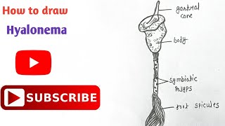 How to draw Hyalonema Diagram  Phylum Porifera  step by step  Easy diagram  hyalonema [upl. by Malarkey13]