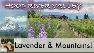 Lavender Tourism in Oregon’s Hood River Valley with Stunning Views of Mount Hood and Mount Adams [upl. by Yerac]