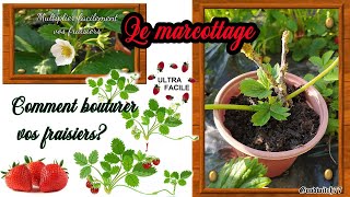 Fraisiers comment les bouturer et multiplier facilement Marcottage et stolons fraises [upl. by Lled]