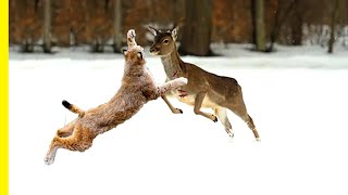 Lynx Facts The Biggest Wild Cats of the Forests  Lynx Documentary [upl. by Nitza]