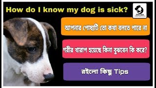 Dog disease and diagnosis  কুকুর অসুস্থ  symptom of sick dog  pettalk bangla [upl. by Dnalerb]