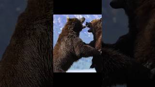 Grizzly Bear Battle animals wildlife [upl. by Analra371]