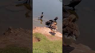 aves aquáticas cisne negrourubupássaros mergulhãocaçador avesandersonmalu [upl. by Amethyst]