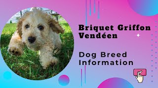 Briquet Griffon Vendéen Dog Breed Information [upl. by Notkcorb]