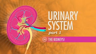 Urinary System Part 1 Crash Course Anatomy amp Physiology 38 [upl. by Christenson]