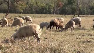 OVELHA CARNEIRO CORDEIRO OVIS ARIES SHEEP ANIMAIS DOMÉSTICOS EM REGIME EXTENSIVO VIDA NO CAMPO [upl. by Ecirtaeb]