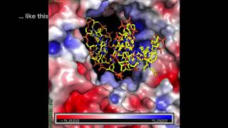 PCNA binds both DNA and proteins working for DNA replication [upl. by Hgiel708]