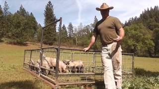 Hog tractors on SonRise Ranch [upl. by Ackerley]