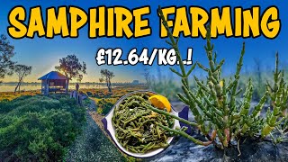 Saltwater Samphire farming  How to grow Sea asparagus Salicornia Plant [upl. by Lyon290]