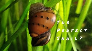 How to Keep Nerite Snails [upl. by Eneleahs]