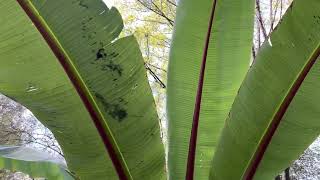 The Abyssinian Banana Ensete ventricosum [upl. by Iruam87]