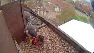 Derby Peregrines 2017 1 New male brings food [upl. by Andert]