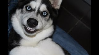 Funniest Husky Videos  Funny And Cute Dog Videos Compilation [upl. by Bud437]