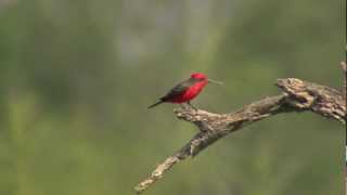 Vermilion Flycatcher male flying in slowmotion eating insects [upl. by Leeban]