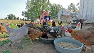 What it’s like to live with 85 chickens [upl. by Horsey569]