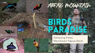 BURUNG CANTIK DI HUTAN PEGUNUNGAN ARFAK [upl. by Schreck]