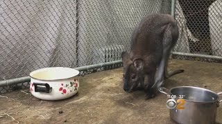 Wallaby Found In Long Island Garage [upl. by Kip354]