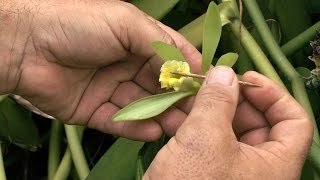 Comment polliniser la fleur de vanille [upl. by Trovillion]