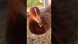 Chicken nugget dreamland chickens funnyanimals backyardchickens chickenlife chickennuggets fun [upl. by Nellac]