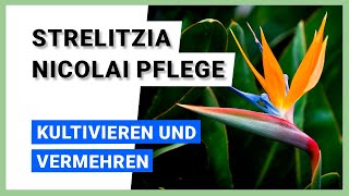 Baumstrelitzie Strelitzia nicolai Kultivieren und vermehren [upl. by Asenab]