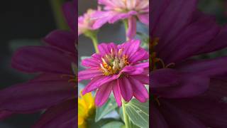 Colorful Zinnias shortsfeed flowers zinnia lushlife [upl. by Nekciv]