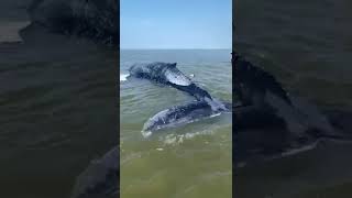 Bultrug aangespoeld op zandplaat in Waddenzee [upl. by Nelav685]