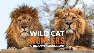 African vs Asiatic LIONS  Wild Cat Wonders  Episode 6 [upl. by Cantone]