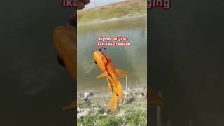 inpone sangiran waduk fishing mancing [upl. by Amihc]