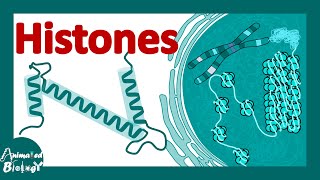 Histones  histones and nucleosomes  histone modification  structure of histones [upl. by Nomannic]