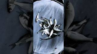 Experienced Fisherman with Silvercarp Fish Fingerlings shorts [upl. by Enia]