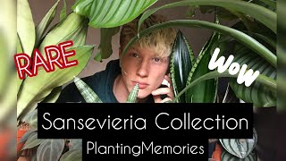 Snake plant collection  RARE Sansevieria [upl. by Yorgos]