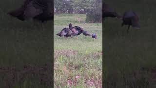 Tennessee turkey season 2024 Opening weekend pineylife [upl. by Lottie676]