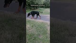 Lovely Dobermann in Oxford Englanddoberman doglover dog dogs uk [upl. by Nezam]