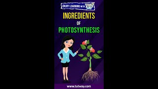 Photosynthesis  Photosynthesis Ingredients  Photosynthesis How Plants Make Food  shorts [upl. by Harshman505]