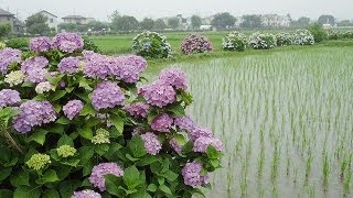 開成あじさい祭 Kaisei Hydrangea Festival  Shot on RED EPIC [upl. by Neehcas]