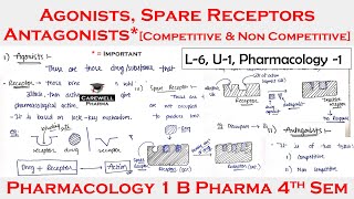 Agonists  Antagonist  Spare Receptors  L6 U1  pharmacology 4th semester [upl. by Inele181]