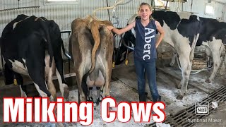 Milking Cows On A Small Family Farm In The Summer [upl. by Anastatius]