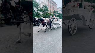 🇵🇱THAT IS THERE IN KRAKÓW travel europe trip krakowoldtown krakow horsecarriage poland [upl. by Loriner]