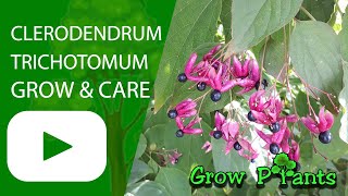 Clerodendrum trichotomum  grow amp care Harlequin glorybower [upl. by Reis]