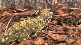 Geckos at the San Diego Zoo [upl. by Hall]