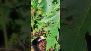 Can Papayas grow in zone 8b [upl. by Dnesnwot]