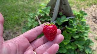 I’m NEVER buying everbearing strawberry plants again [upl. by Michal560]