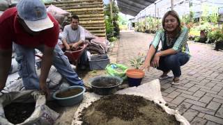 Como sembrar CILANTRO EN MACETA en CASA Germina y crece rápido [upl. by Alissa870]