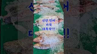 814일 민어 숫치 가격이 엄청 떨어졌습니다 싱싱하고 맛있습니다 [upl. by Inoek376]