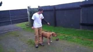 Aggressive American Staffordshire terrier begins his rehab [upl. by Ynnaffit215]