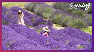 The Sequim Lavender Festival is back and in full bloom [upl. by Une]