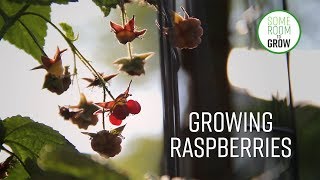 Raspberries  From Planting to Harvest with animation [upl. by Nnylaj]