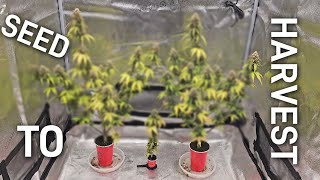 Complete Seed to Harvest Solo Cup Autoflower Grow Spiderfarmer SE5000 [upl. by Akeret]